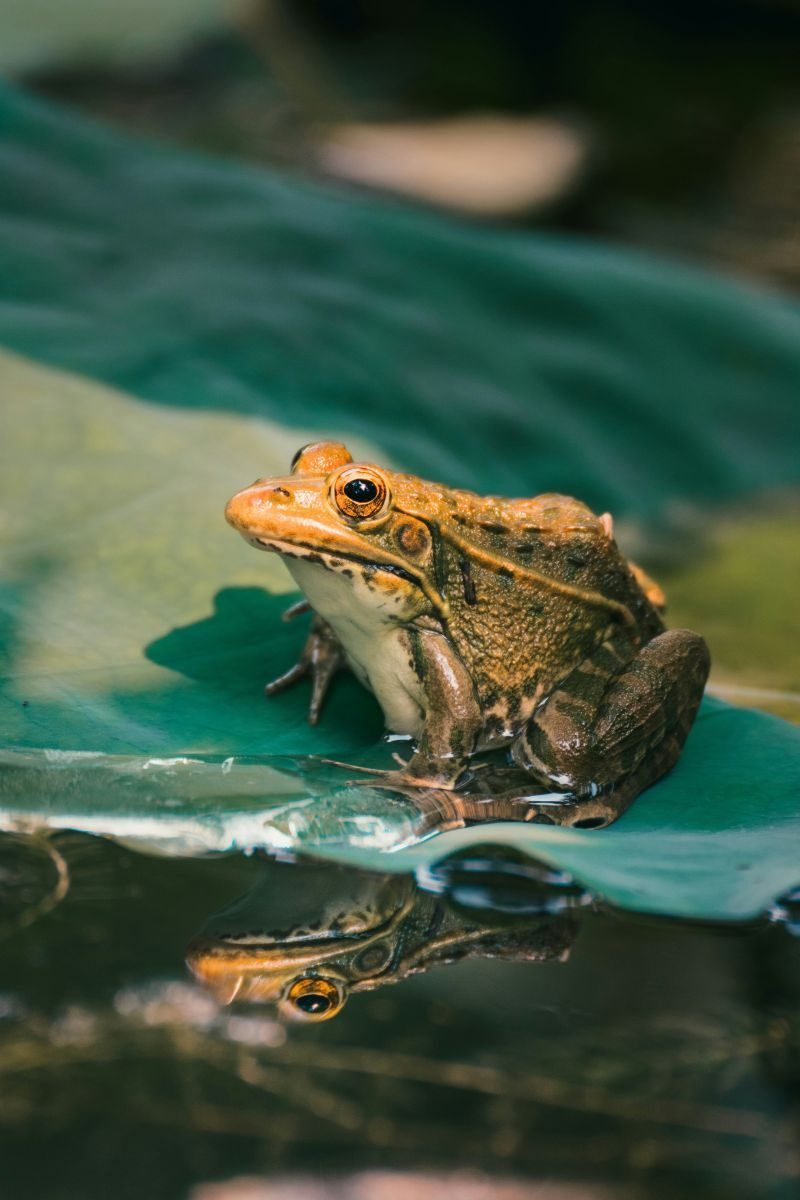 A frog on a lily pad beside still water